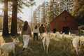 Group of friends and dairy goats walking toward a red barn through a sunlit pasture